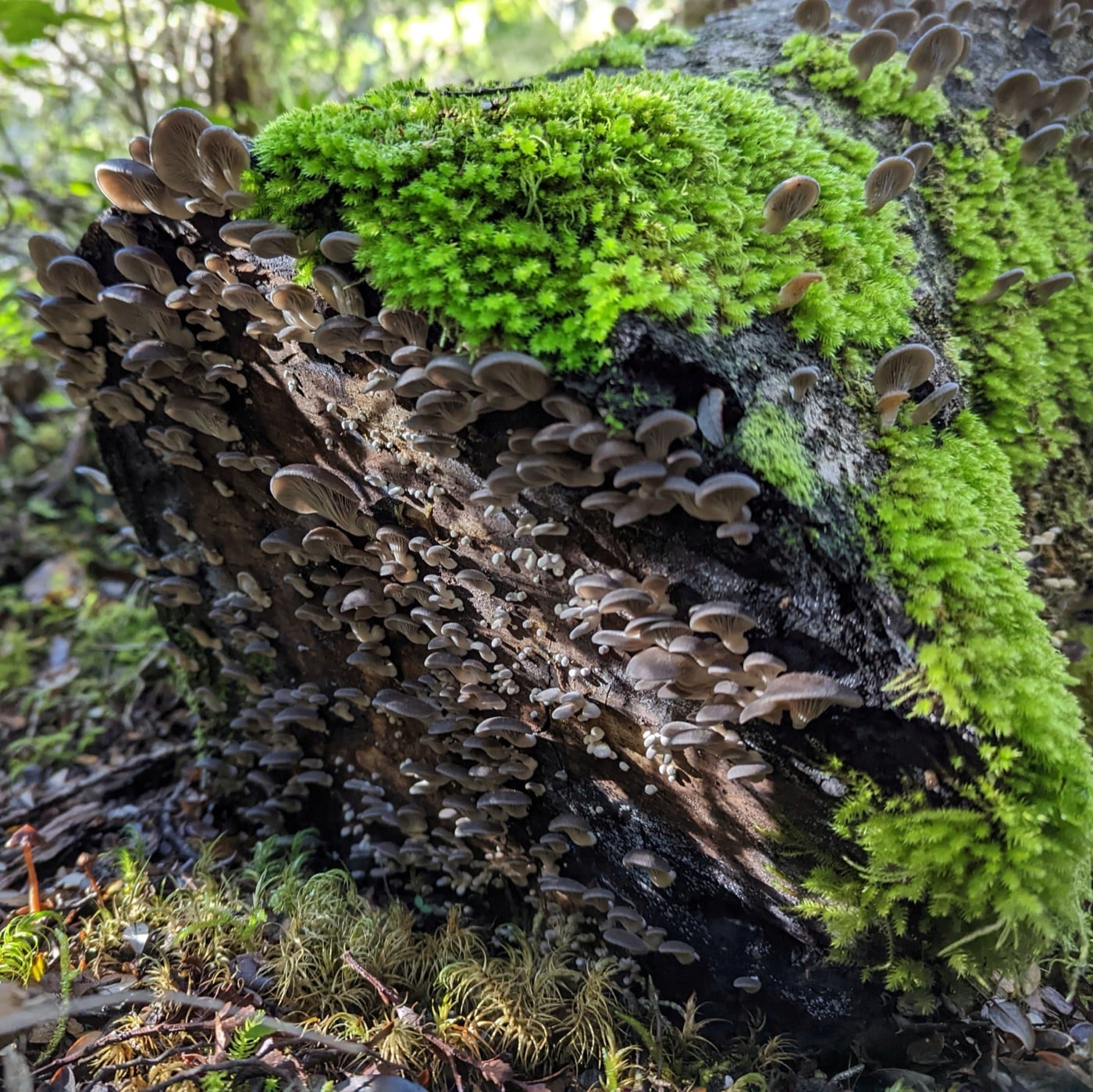 A dense flush of Pleurotus purpureo-olivaceus mushrooms on fallen southern beech.