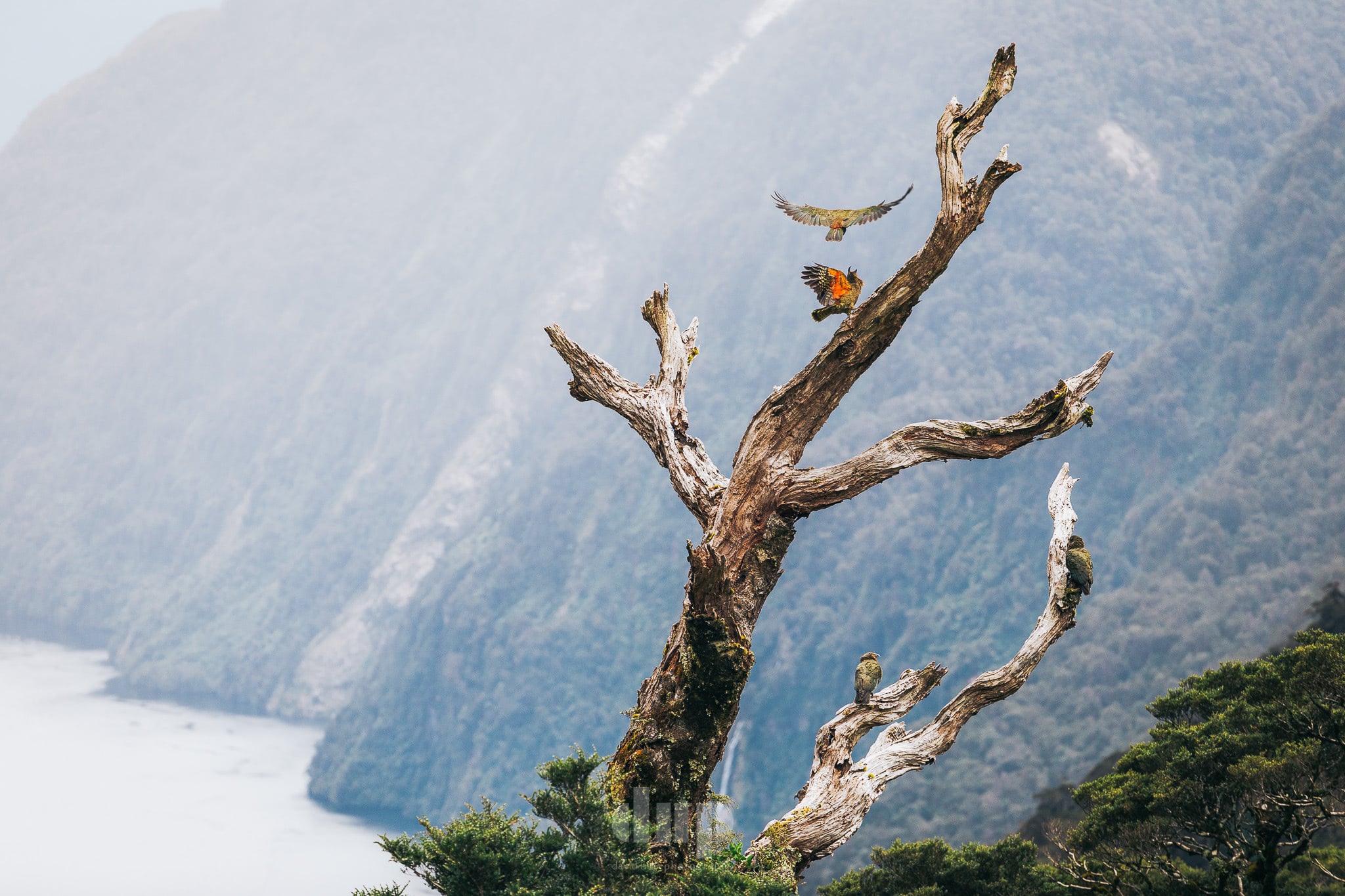 Two kea above Doubtful Sound, Aotearoa New Zealand.