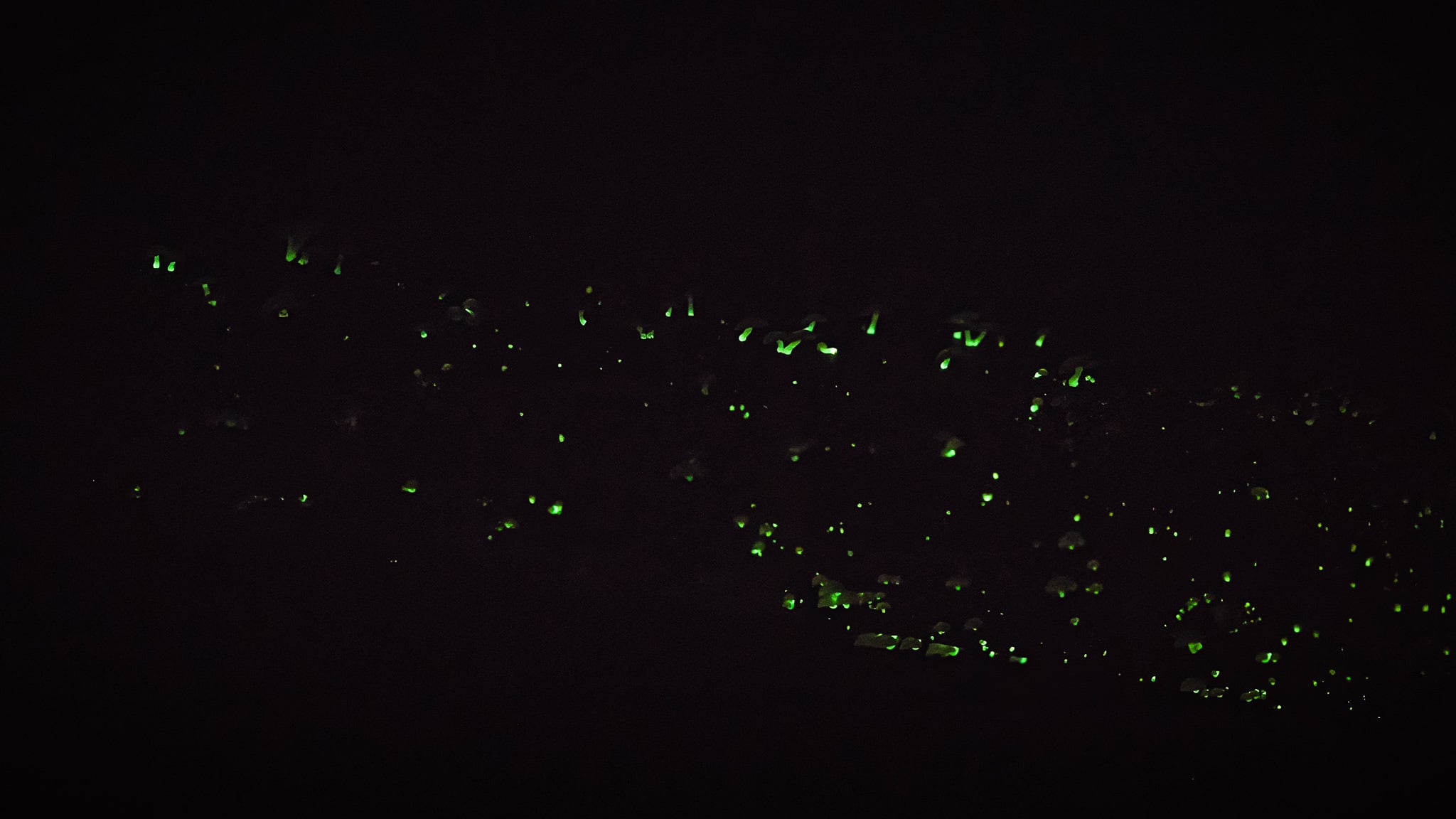 Bioluminescent Mycena mushrooms glowing in the dark, 2021.